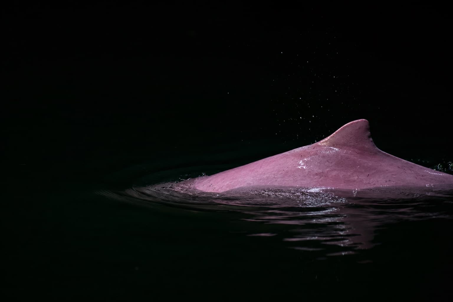 O dorso cor-de-rosa de um boto rompendo a superfície da água escura à noite.